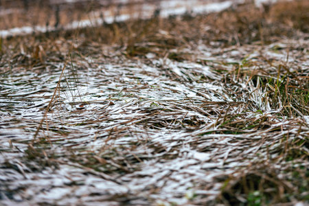 frozen grass in forest, late autumn daylight shot with shallow dofの写真素材