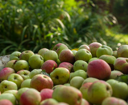 pile of picked yellow and red apples in orchard, outdoor clloseupの写真素材