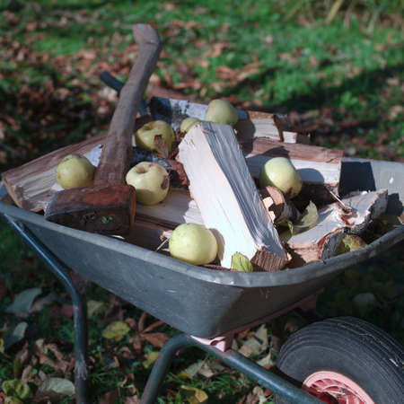 Apples, chopped firewood and ax in a garden trolley, autumn motifの写真素材