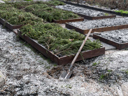 plant or vegetable beds carefully covered with fir tree branches, winter sceneの写真素材
