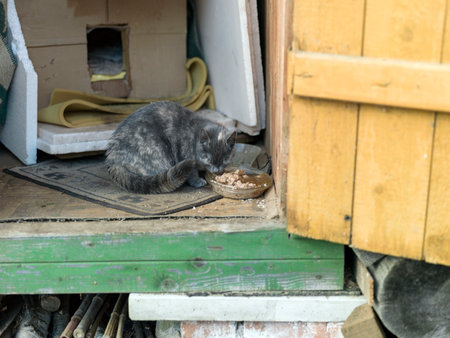 a hungry gray kitten sitting in a shed and eating pet foodの写真素材