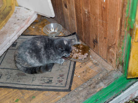 A stray kitten sitting next to pet food bowl in a dirty shedの写真素材