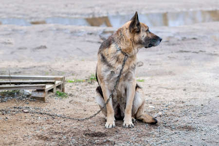 a tethered shepherd dog looking back, outdoor shot without peopleの写真素材