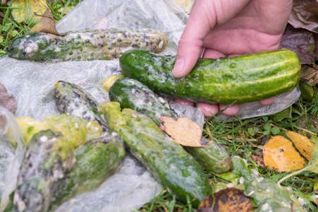 a hand holding rotten cucmber, outdoor closeupの写真素材