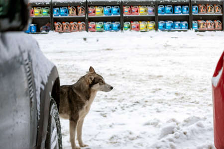seemingly lost dog standing outside a supermarket, winter sceneの写真素材