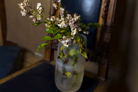 Withered lilac in a glass vase placed on a vintage chairの写真素材
