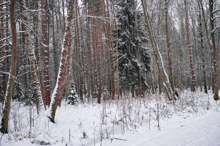 mixed forest covered with deep snow, daylight landscapeの写真素材