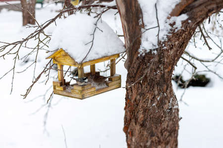 Tomtits on a feeder, hanging on a tree, winter sceneの写真素材