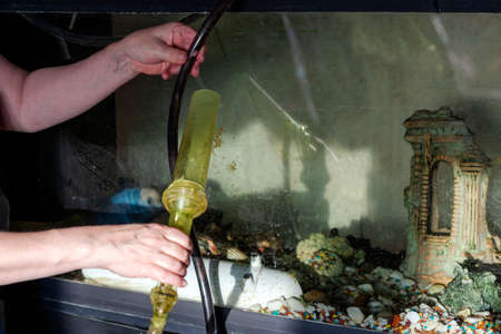 Female hands with aquarium vacuum cleaner replacing dirty water, indoor shotの写真素材
