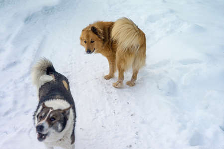 aggressive and non-aggressive stray dogs, winter sceneの写真素材