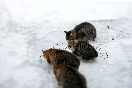 a family of cats eating pet food scattered on the snow, shallow DOFの写真素材
