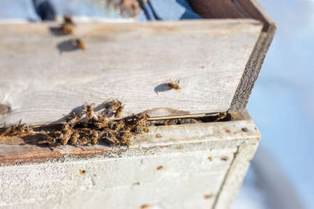 Macro shot of a group of bees warming up on a hive, springtime shot
