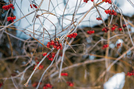 red berries hanging on the tree branch covered with snow, shallow dofの写真素材