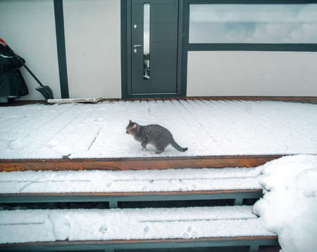 a lonely cat sitting outside a house, winter sceneの写真素材