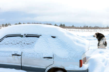 old car buried under the snow and a dog in the blurred backgroundの写真素材