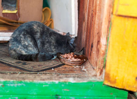 a kitty eating pet food in unkempt cat house, indoor closeupの写真素材