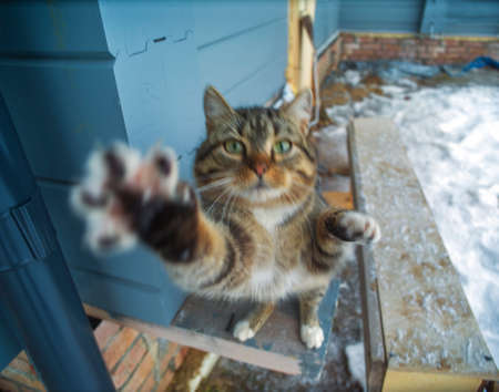 de-focused blurred motion shot of a playful or aggressive cat, outdoor shotの写真素材