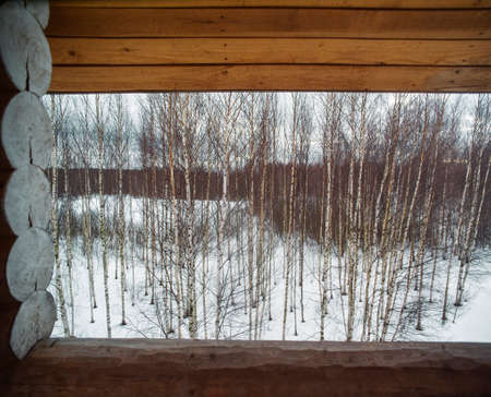 birch trees forest, view from a window, winter sceneの写真素材