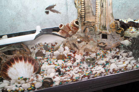 pebbles and shells on a bottom of a fish tank, shot through a glassの写真素材