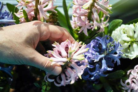 a hand touching pink and blue hyacinths, indoor sunny day closeupの写真素材