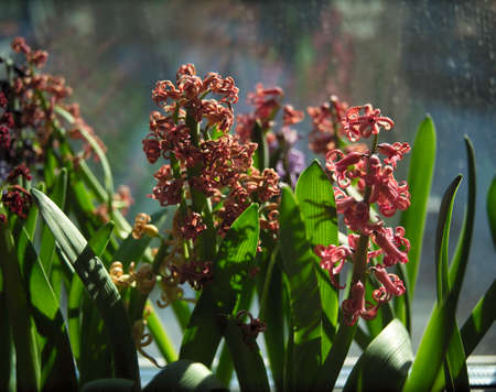 sunny day shot of hyacinths against the window, indoor closeupの写真素材