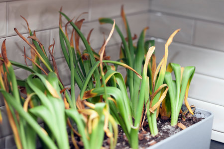 abandoned home plant needs to be watered, indoor closeupの写真素材