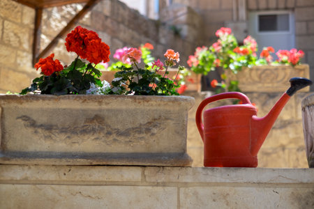 red plastic water can in a garden, summertime closeup shotの写真素材
