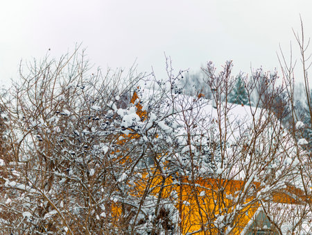 bare shrubs covered with snow and a house in the backgroundの写真素材