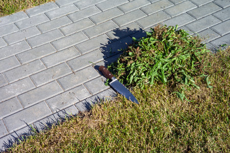 trimming grass around a tiled path in a park, summertime shotの写真素材