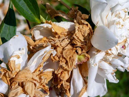 macro shot of withered white peony leaves, autumn outdoor shotの写真素材
