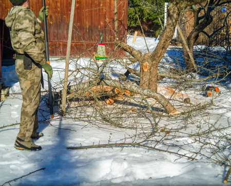 a man with a saw trimming branches in a garden, early springtime shotの写真素材