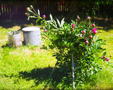 peonies supported with sticks and wires in a summer gardenの写真素材