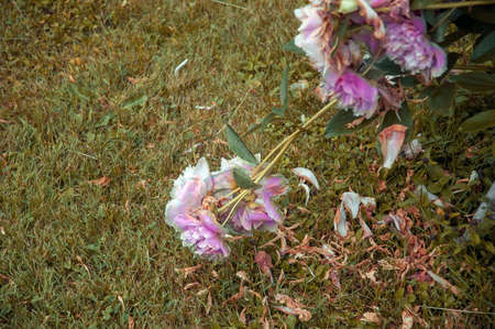withered pink peonies with petals scattered on the ground, autumn shotの写真素材