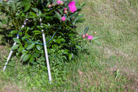 leaves of blooming flower supported with sticks and wires, a tilt shift imageの写真素材