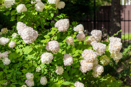 beautiful white hydrangea next to the fence, summertime daylight shot