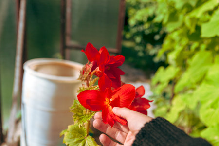 closeup of a human hand touching red flower in a greenhouse, sunny day outdoor shotの写真素材