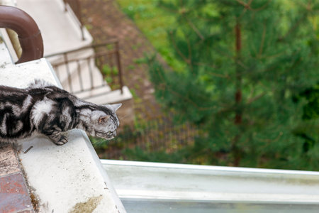 a cat crouching to the balcony or rooftop edge, concept of a height fearの写真素材