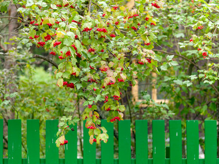 high resolution front shot of red ripe viburnum behind green fenceの写真素材