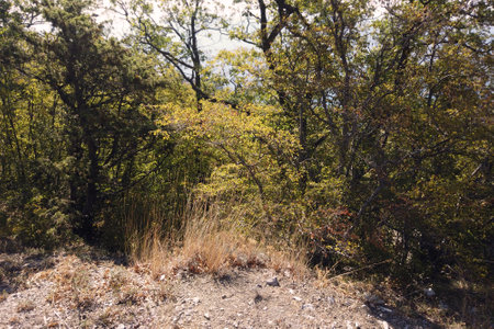a hilltop overgrown with bushes, summertime outdoor shotの写真素材