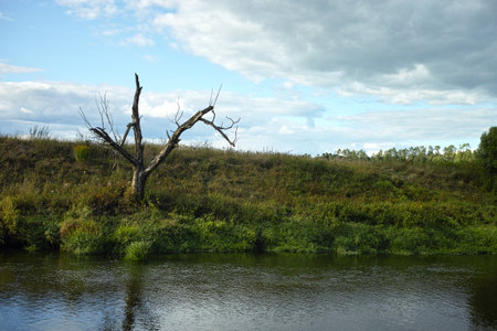 a lonely dead tree on the river bank, summertime landscapeの写真素材