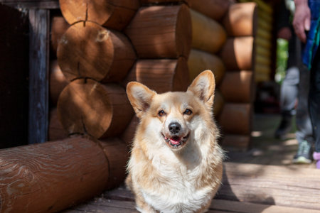a portrait of a happy looking corgi standing next to the wooden houseの写真素材