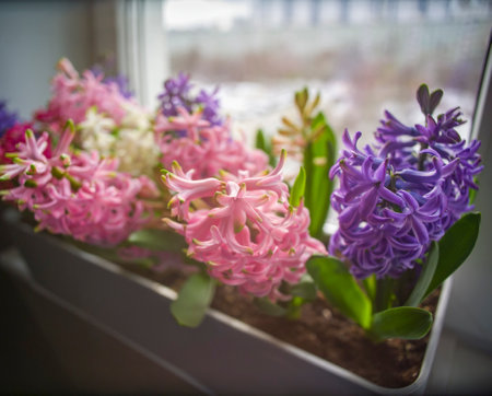 a soft focus shot of hyacinths on the window sill, no people