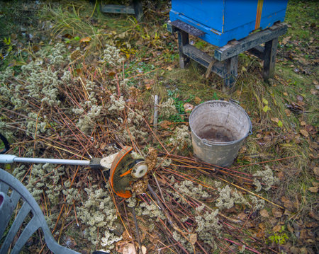 trimming dead plants around beehives, outdoor daylight shotの写真素材