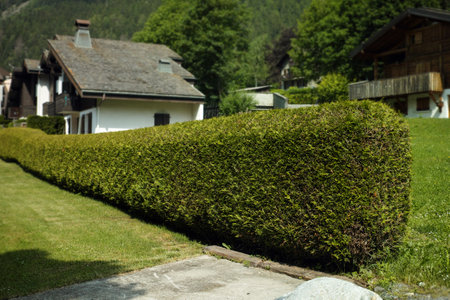 trimmed bushes used like a fence in a mountain village, outdoor shotの写真素材