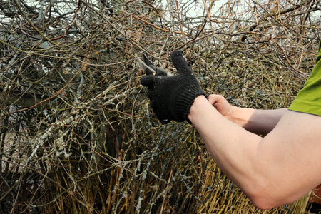 hand with scissors in black gloves trimming dead shrubs branchesの写真素材