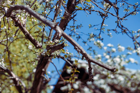 Blossoming branch of apple tree on a background of blue skyの写真素材