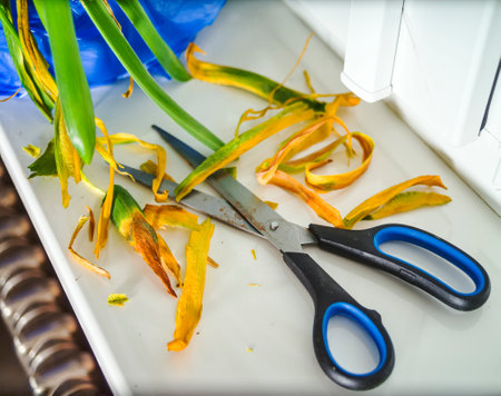 Close-up of scissors cutting yellow flower petals on the table