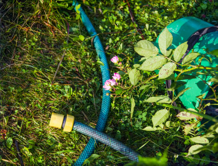 a pink rose, bucket and watering hose, outdoor closeup, no peopleの写真素材