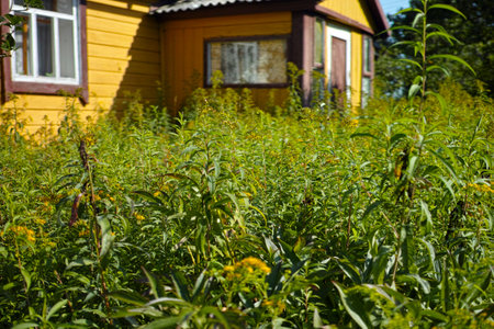 overgrown plot and a summerhouse in the background, sunny day outdoor shotの写真素材