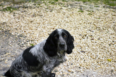 portrait of Russian spaniel posing outdoor, daylight shot